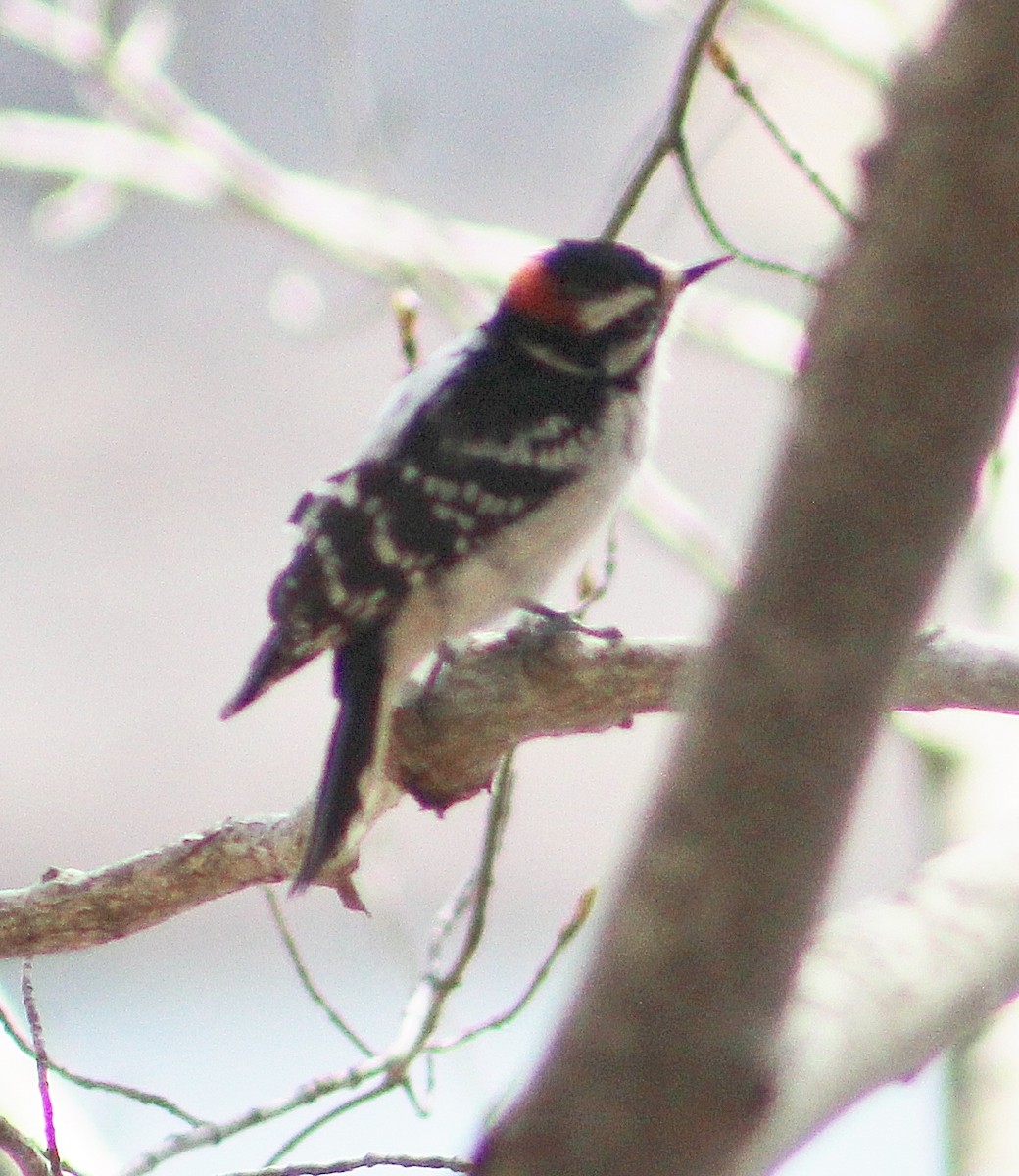 Downy Woodpecker - ML224532611