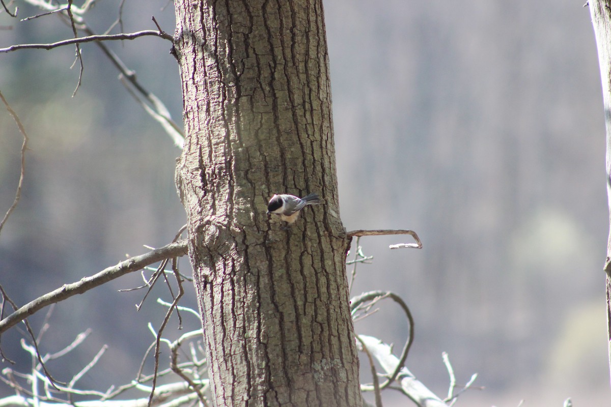 Black-capped Chickadee - ML224532851