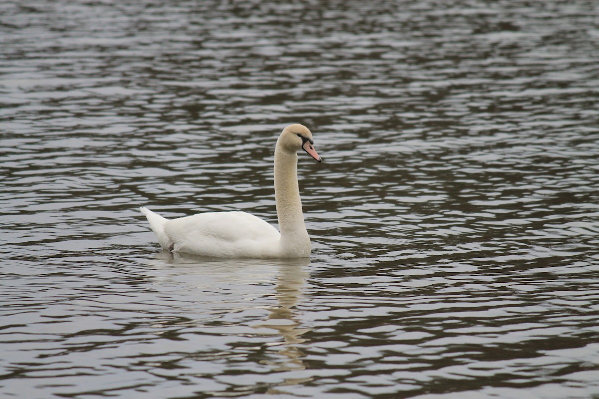 Mute Swan - ML22453311