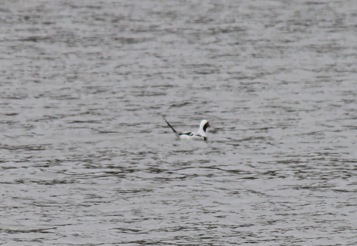 Long-tailed Duck - ML22453391