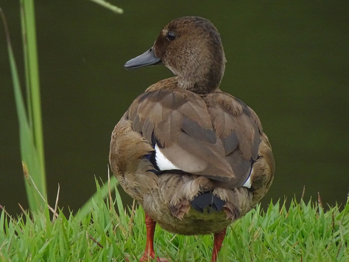 Brazilian Teal - Yuji Tateoka