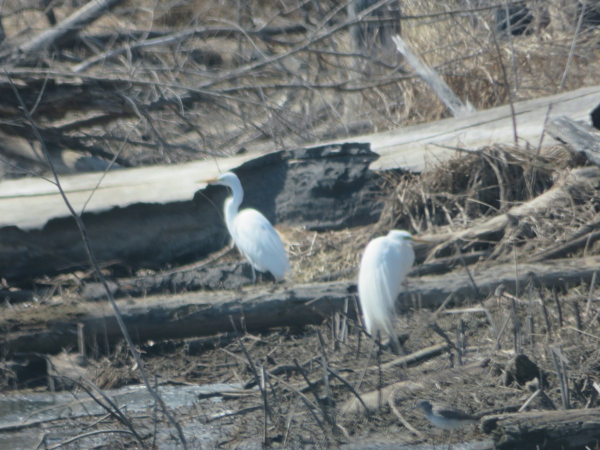 Great Egret - ML224538111