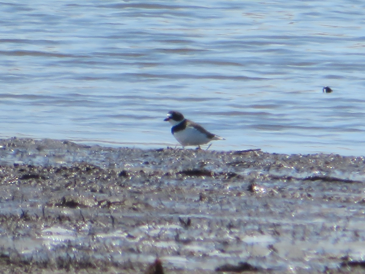 Semipalmated Plover - ML224538521