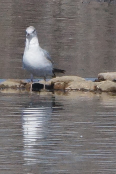 Ring-billed Gull - ML224538561