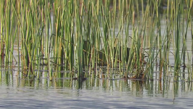 Red-knobbed Coot - ML224538751