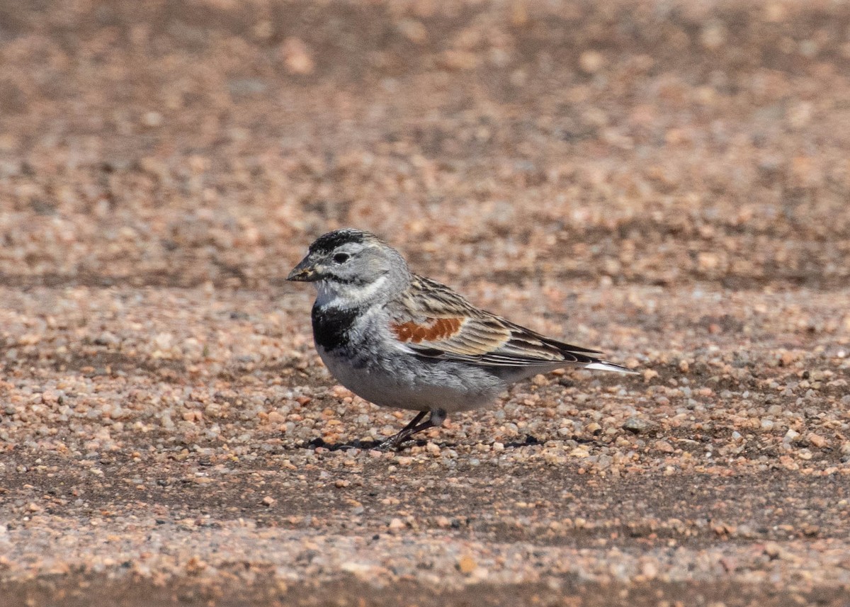 skjoldspurv - ML224538811