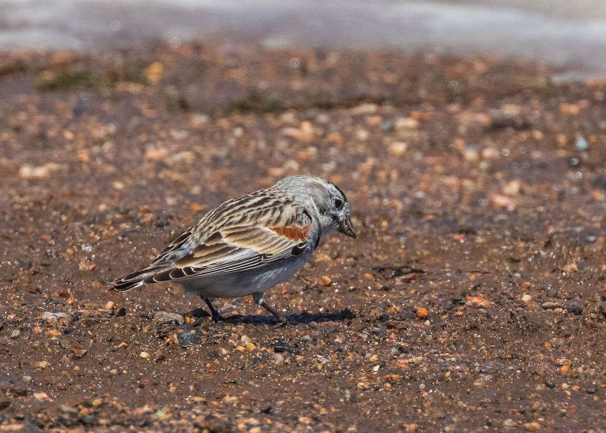 skjoldspurv - ML224538821