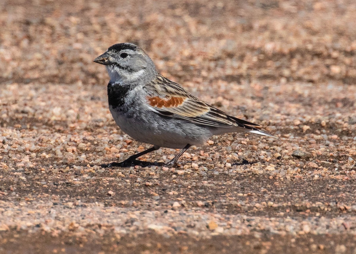 skjoldspurv - ML224538831