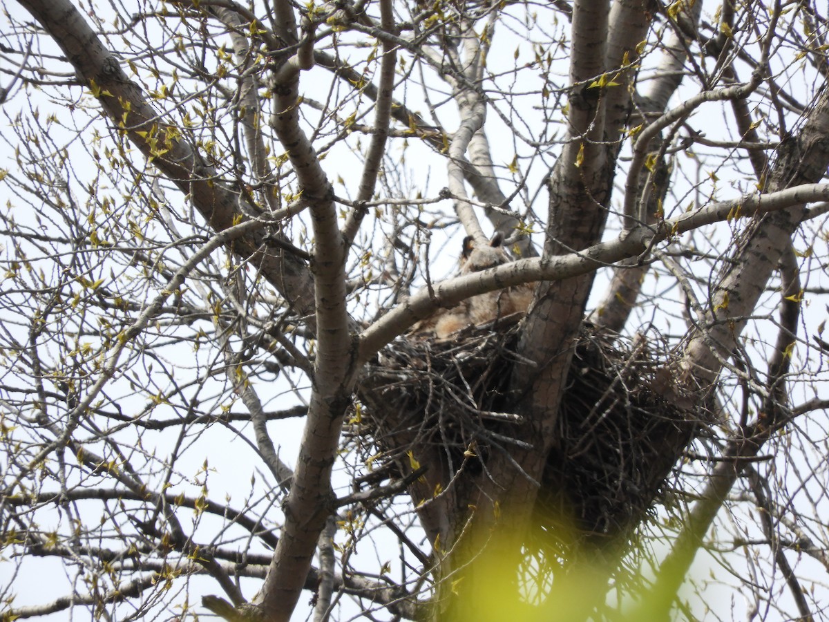 Great Horned Owl - ML224539821