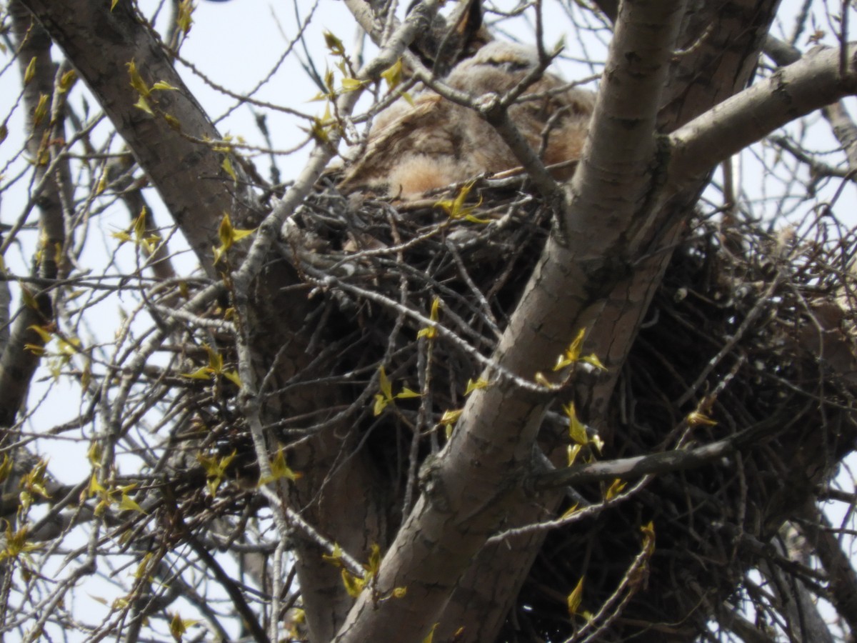 Great Horned Owl - ML224539851