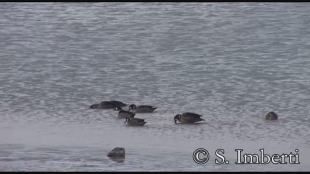 Spectacled Duck - ML224540701