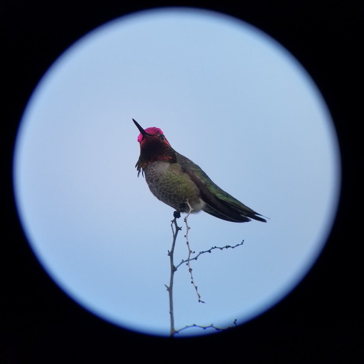 Anna's Hummingbird - Donald Pendleton