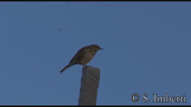 Pipit correndera - ML224544101