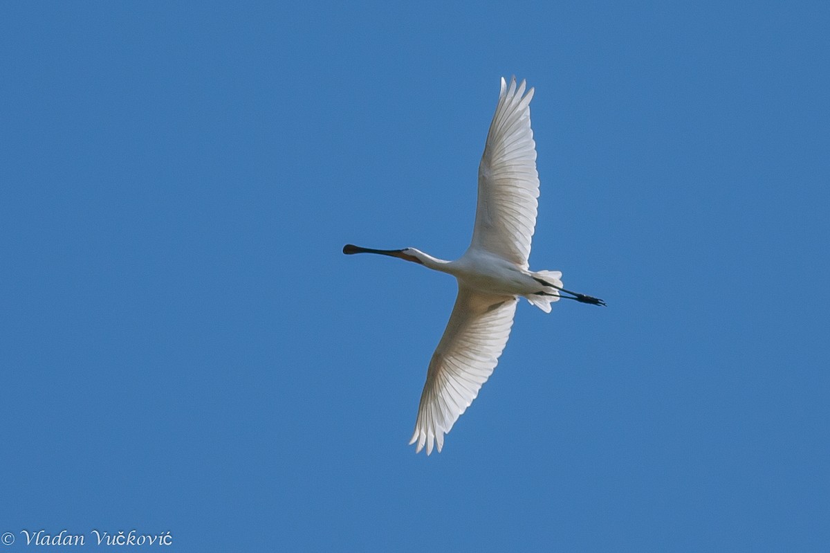 Eurasian Spoonbill - ML22454941