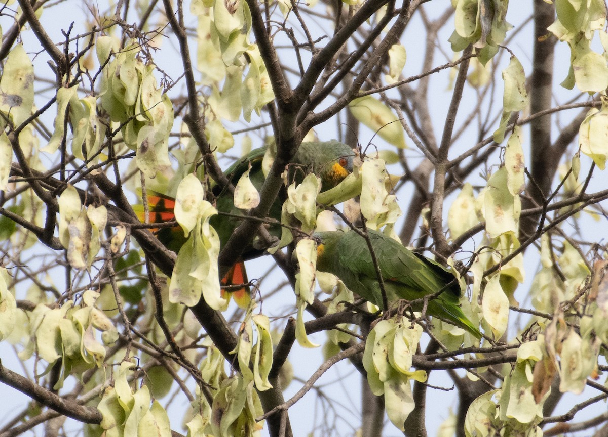 Orange-winged Parrot - ML224553301