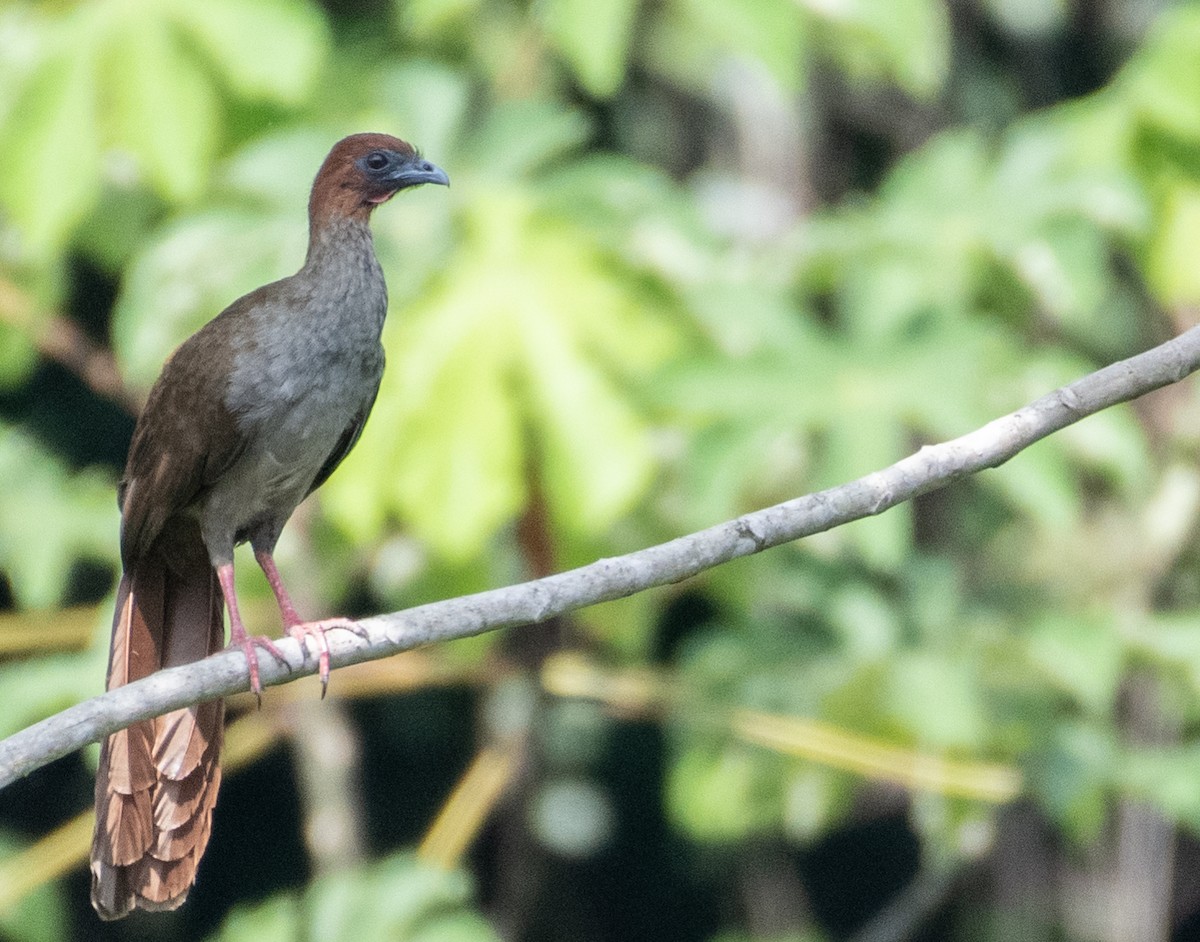 Variable Chachalaca - ML224554561