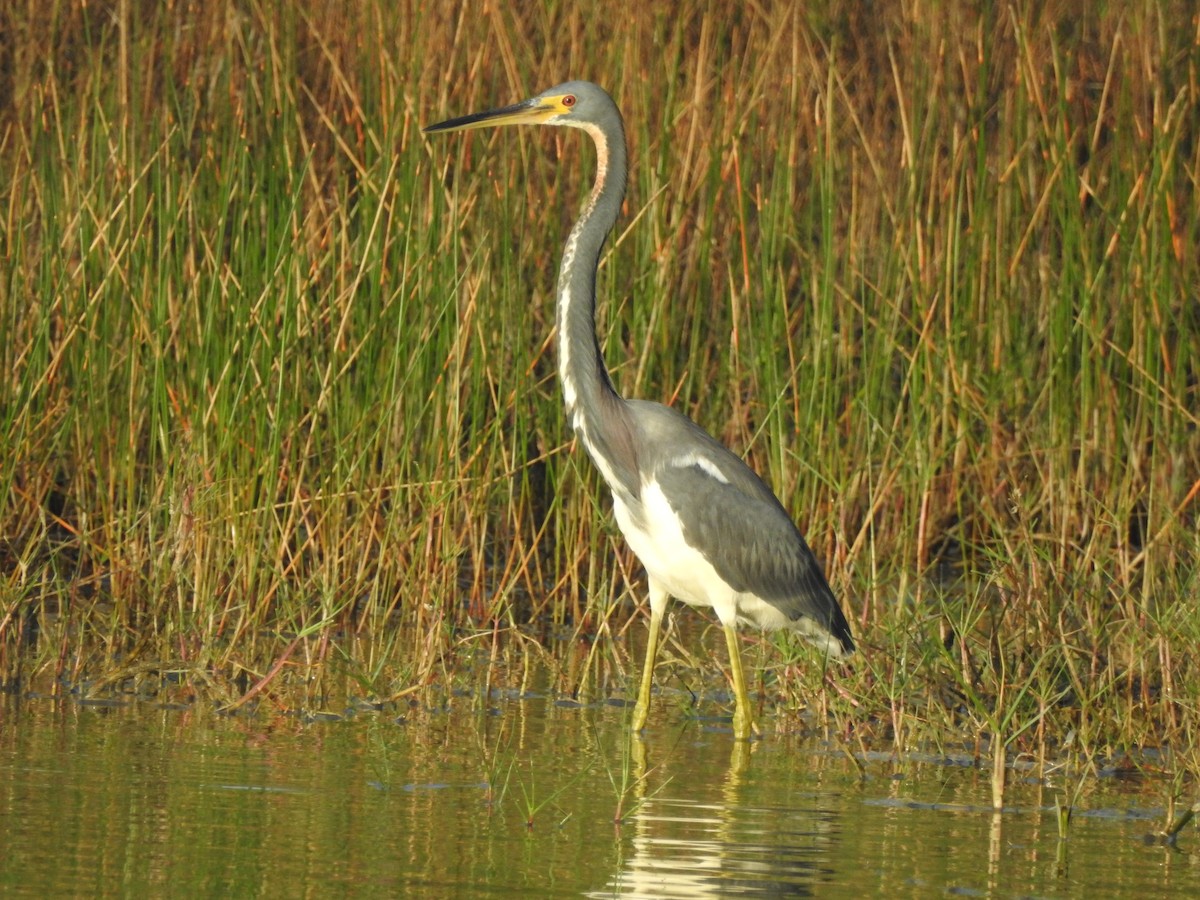 Tricolored Heron - Linda J. Barry