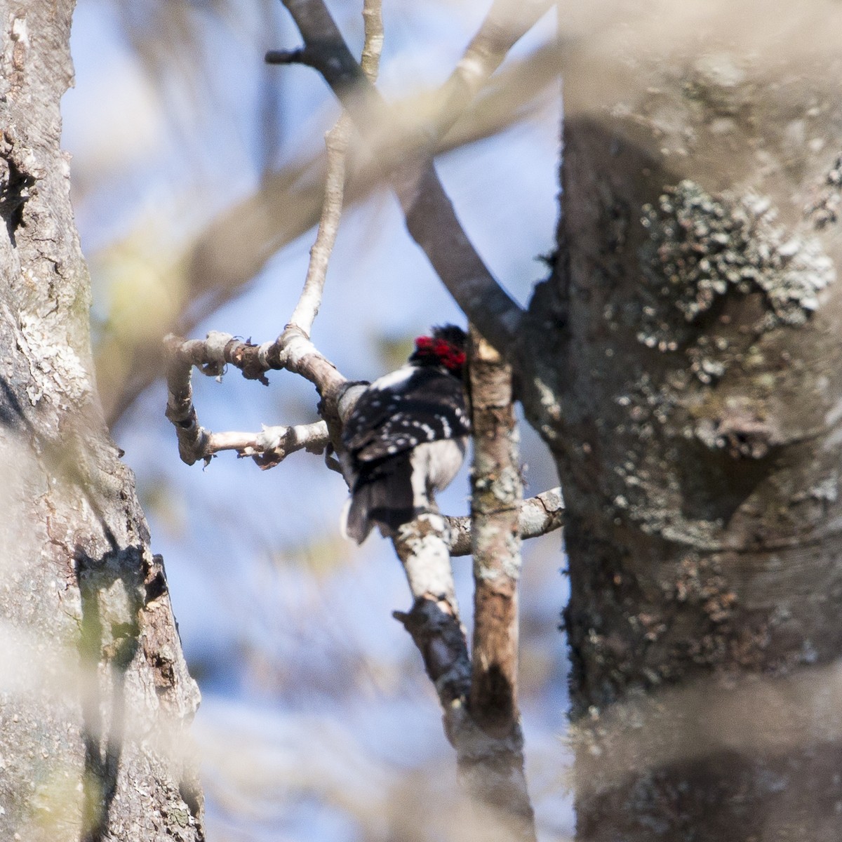 Downy Woodpecker - ML224556321