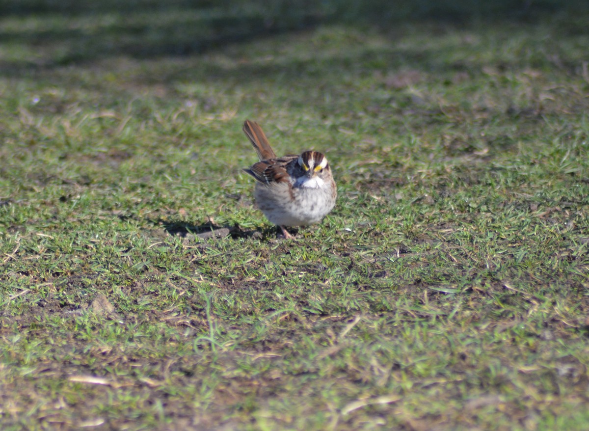 White-throated Sparrow - Mary Anne Fluke