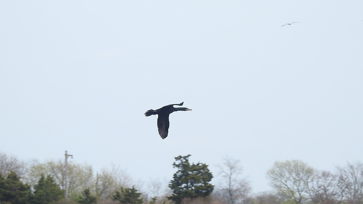 Cormoran à aigrettes - ML224558741