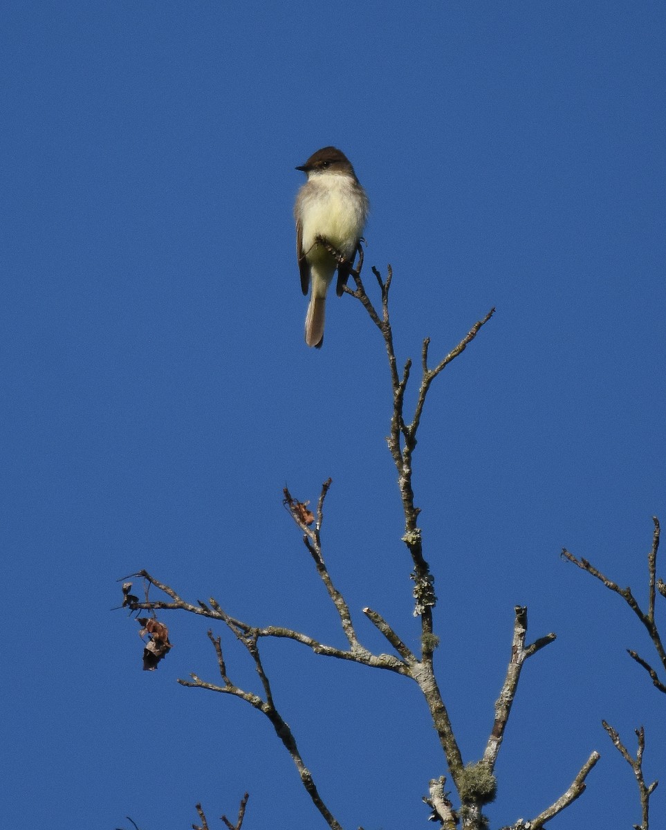 Eastern Phoebe - Patty Masten