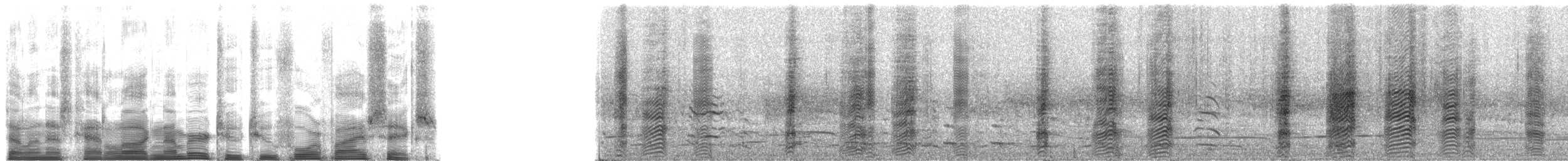 Western Cattle-Egret - ML22456