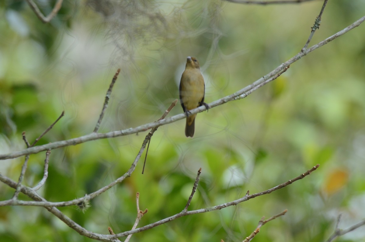 Double-collared Seedeater - ML22456361