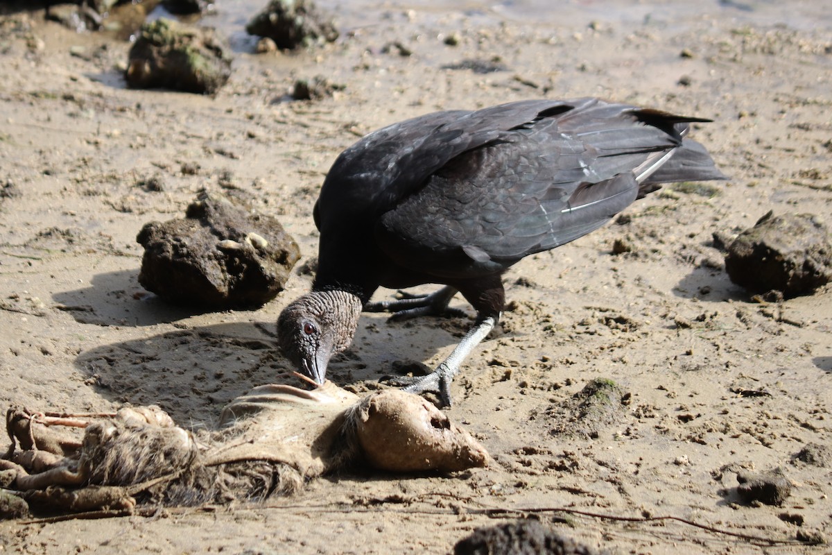 Black Vulture - Anonymous