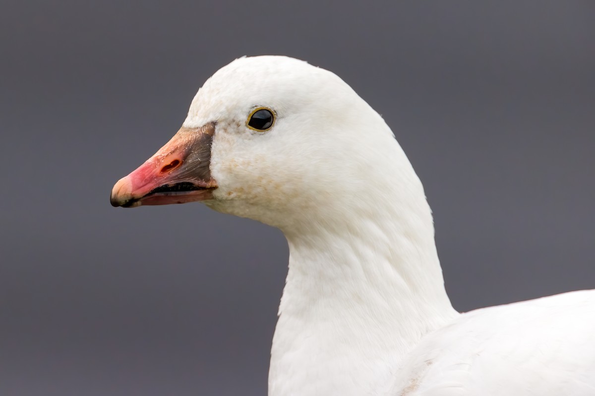 Ross's Goose - ML224567331