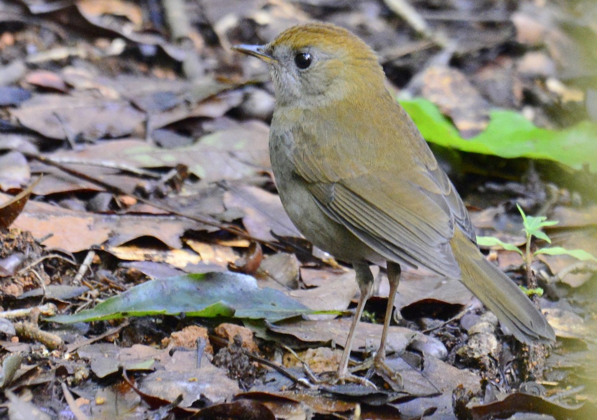 Ruddy-capped Nightingale-Thrush - ML224569511