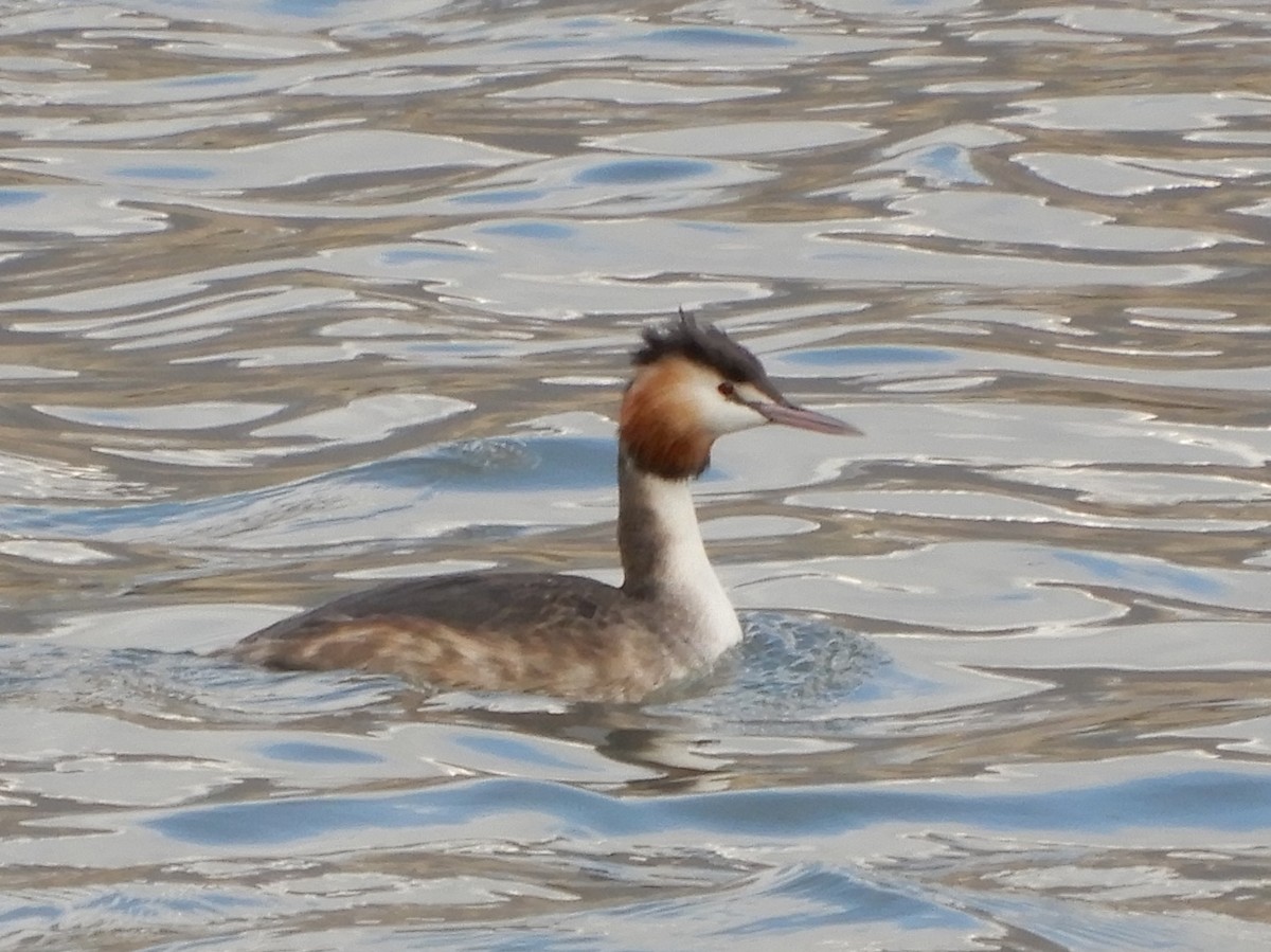 Great Crested Grebe - ML224571701