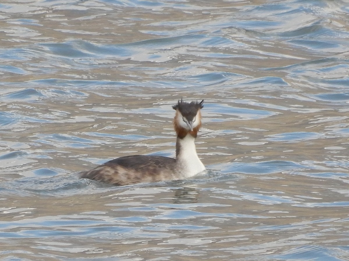 Great Crested Grebe - ML224572151