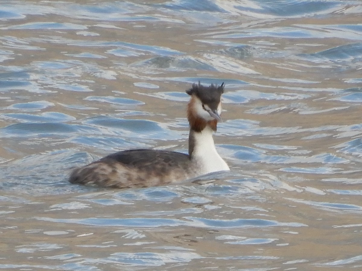 Great Crested Grebe - ML224572261