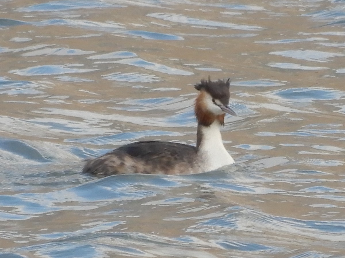 Great Crested Grebe - ML224572731