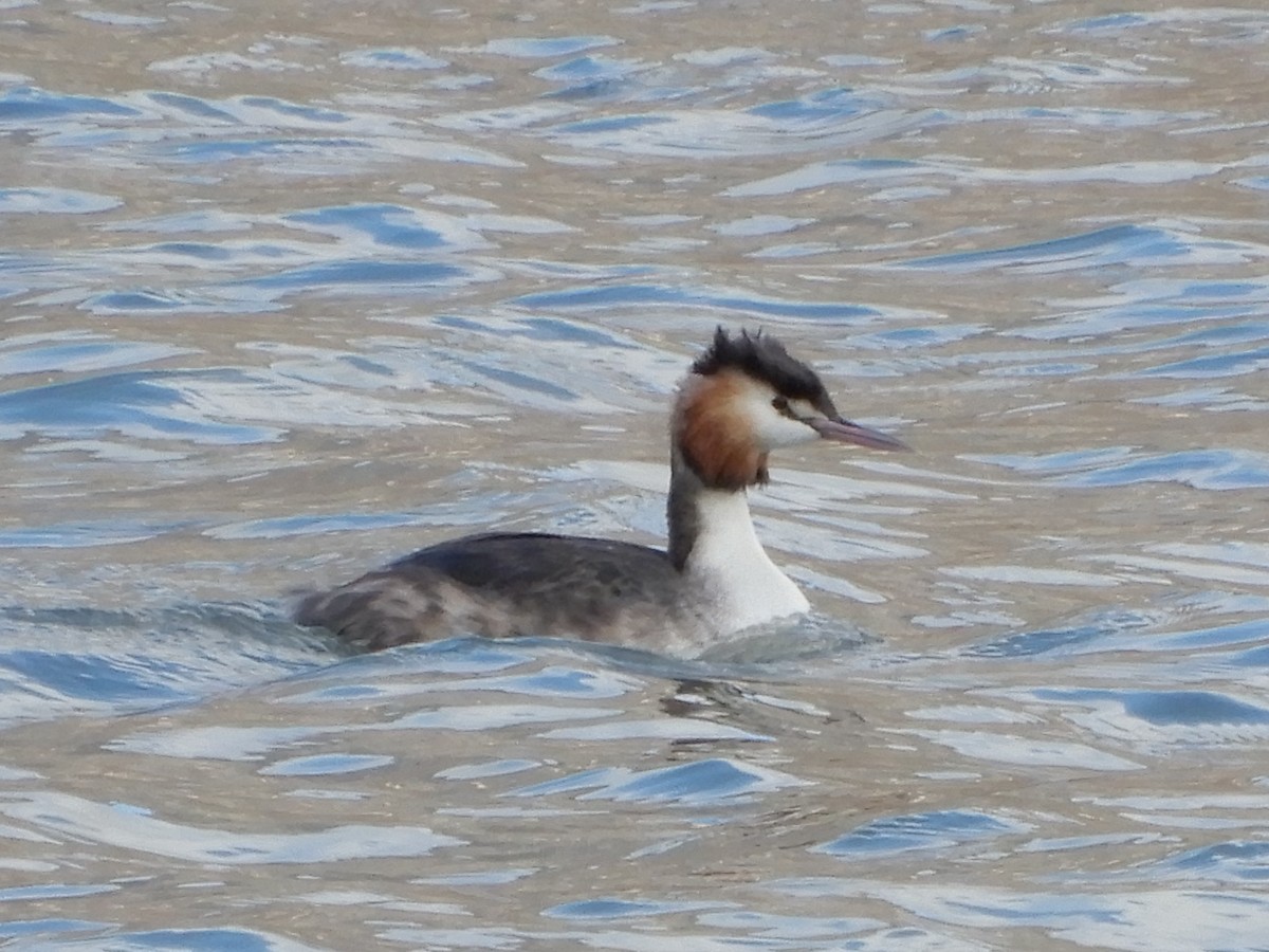Great Crested Grebe - ML224572841