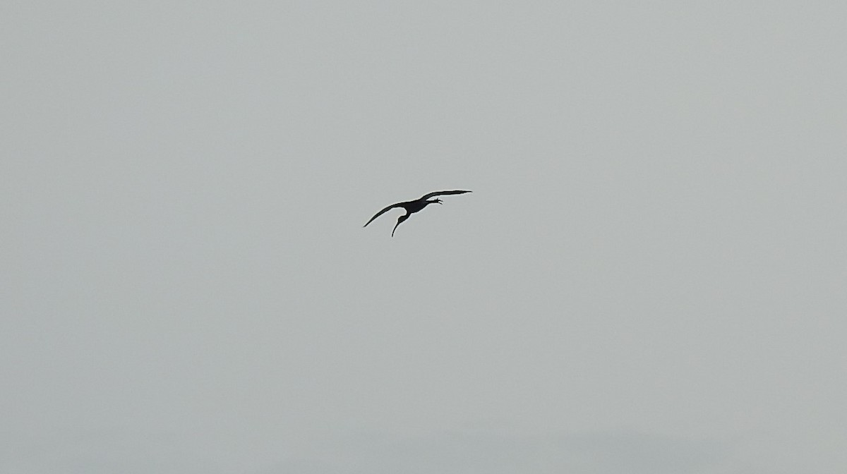 ibis hnědý - ML224572871
