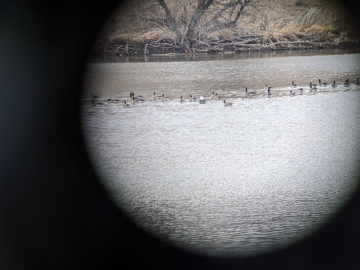 Snow/Ross's x Cackling/Canada Goose (hybrid) - ML224573991