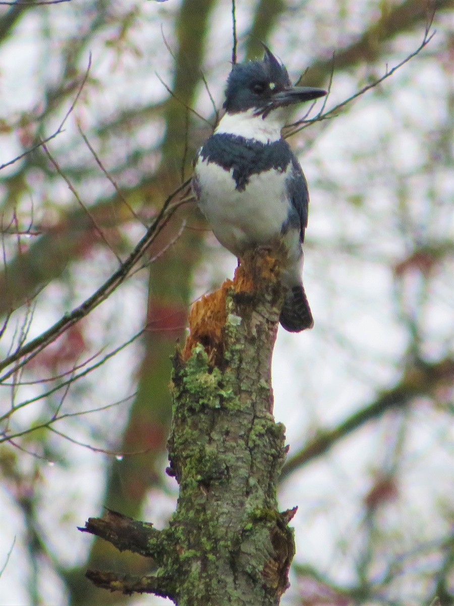Belted Kingfisher - ML224575641