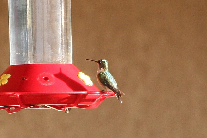 Ruby-throated Hummingbird - ML224576821