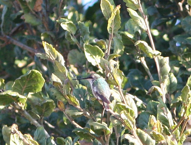Ruby-throated Hummingbird - ML224576871