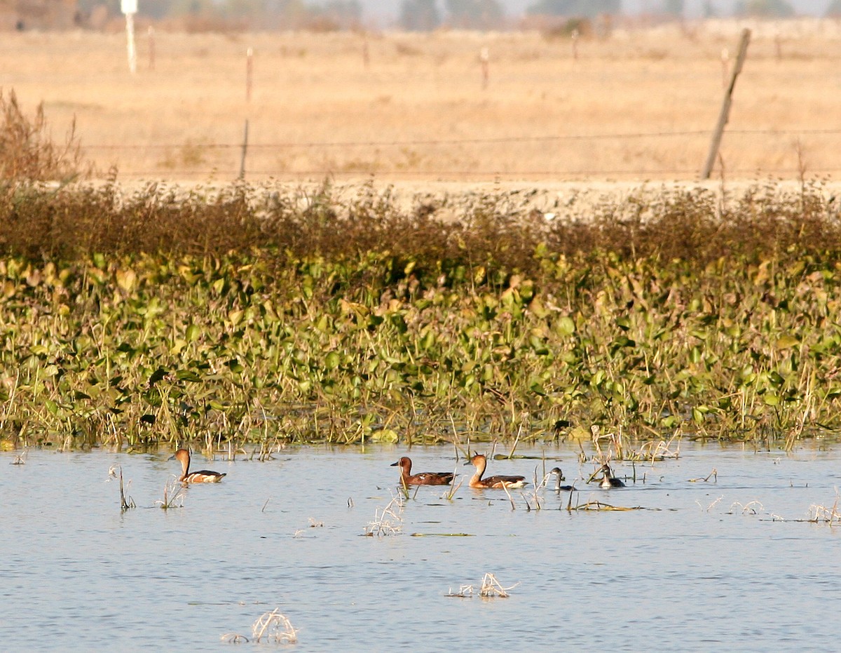 Fulvous Whistling-Duck - ML224576991