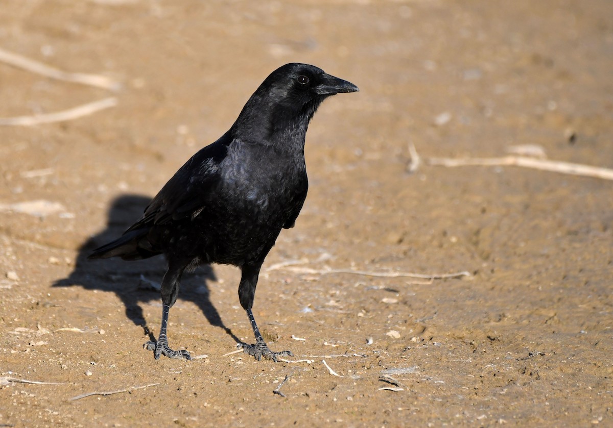 American Crow - ML224580601