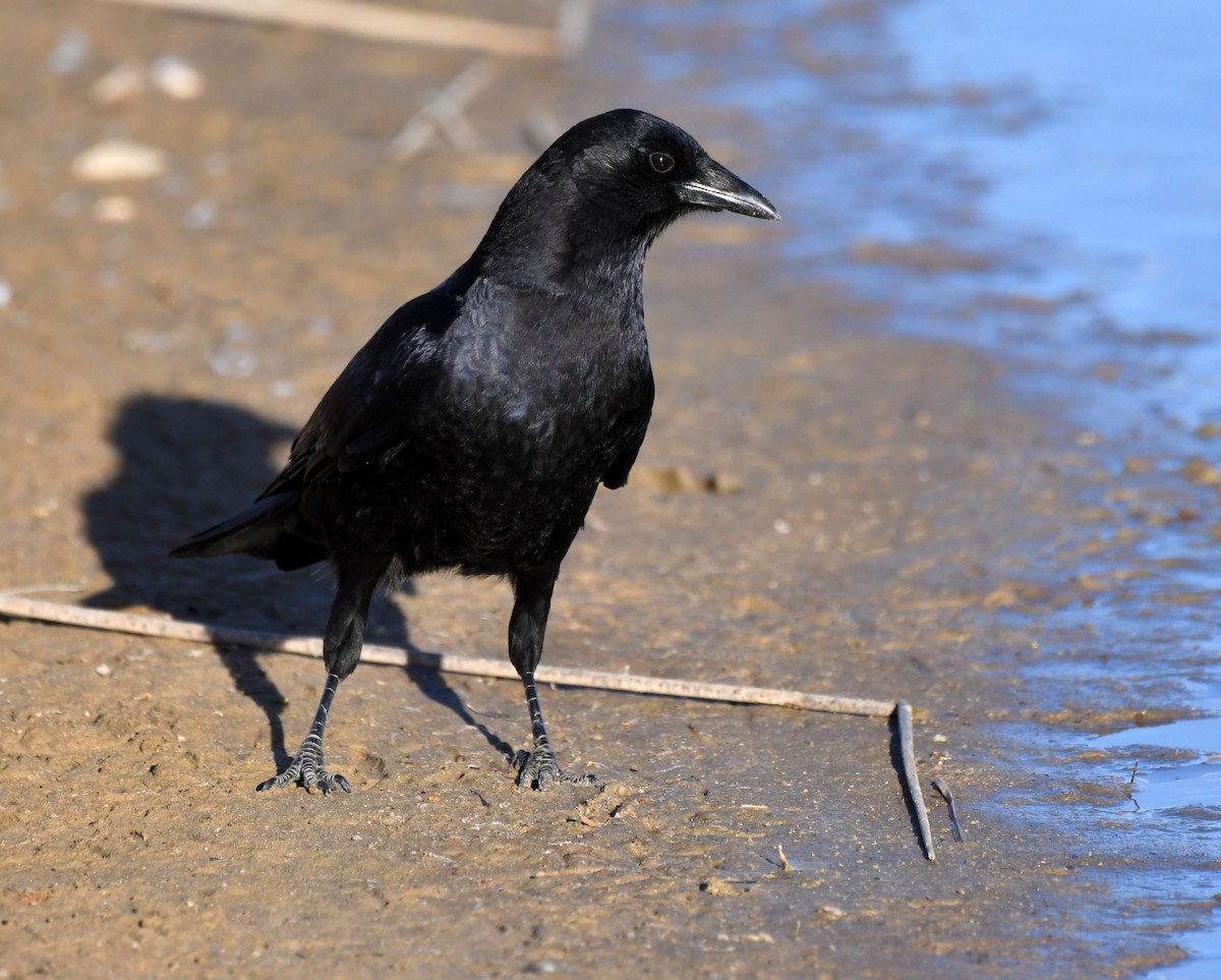 American Crow - ML224580631