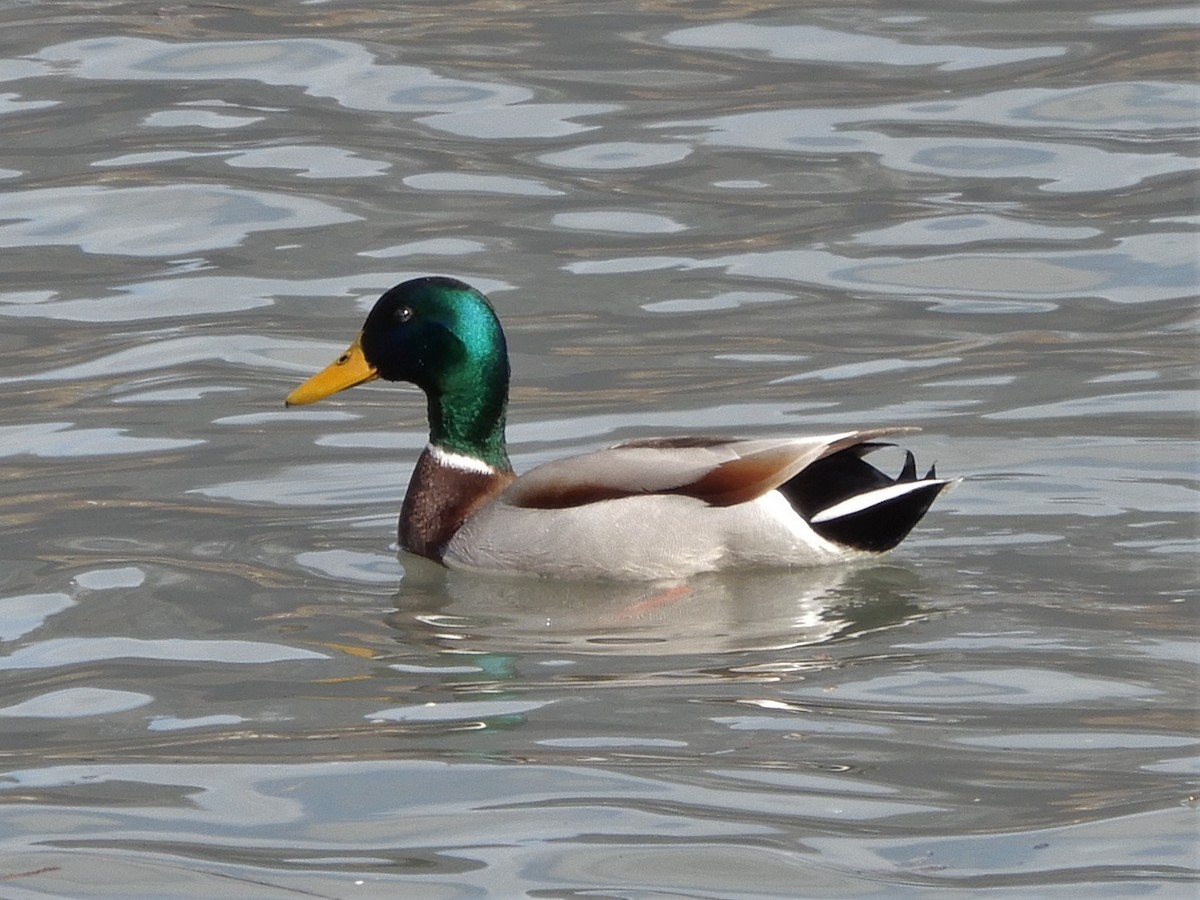 Mallard - ML224581391