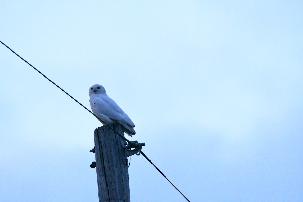 Snowy Owl - ML224582291