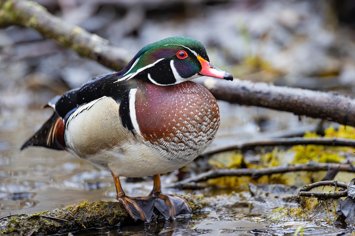 Wood Duck - Ryan Sanderson