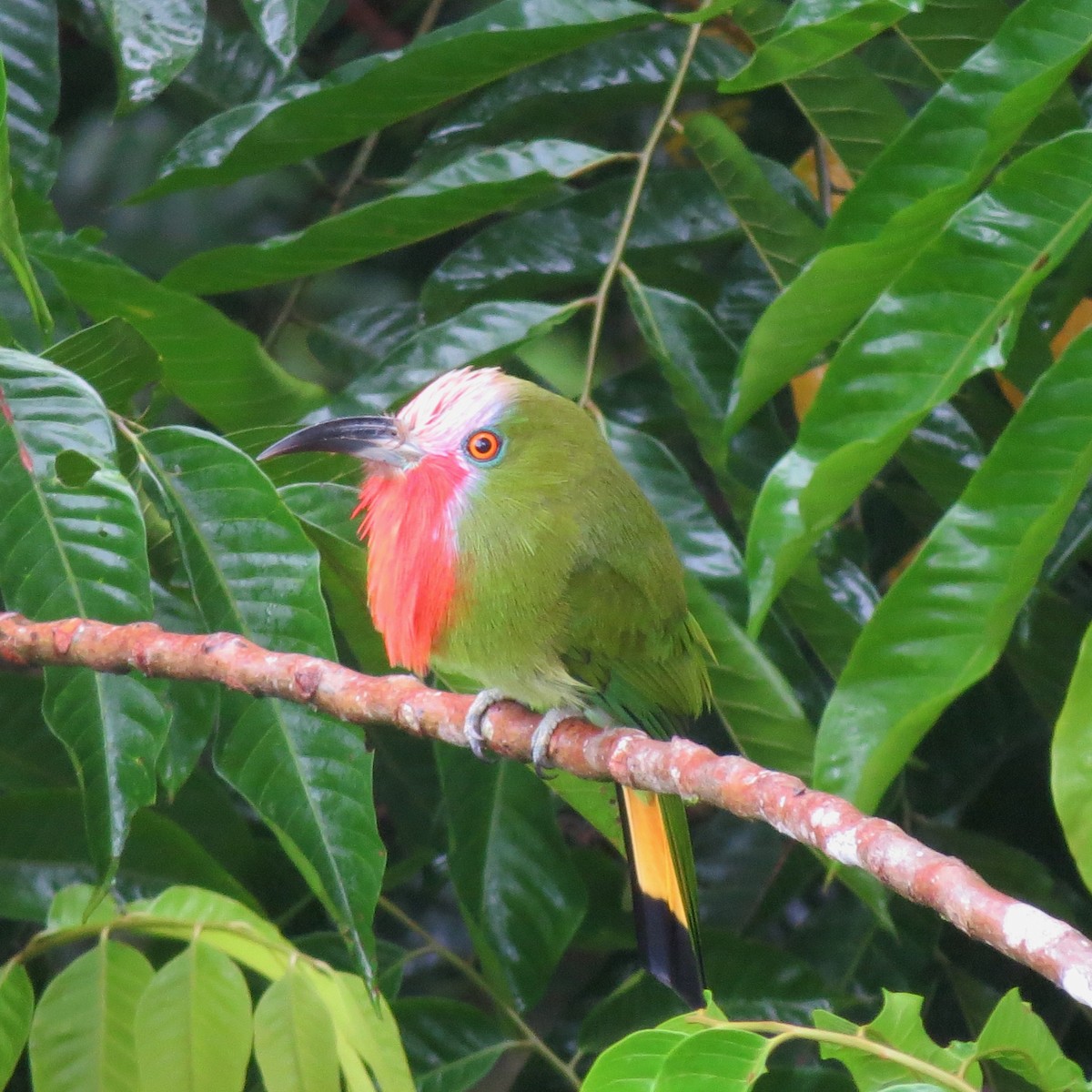 Red-bearded Bee-eater - ML224582961