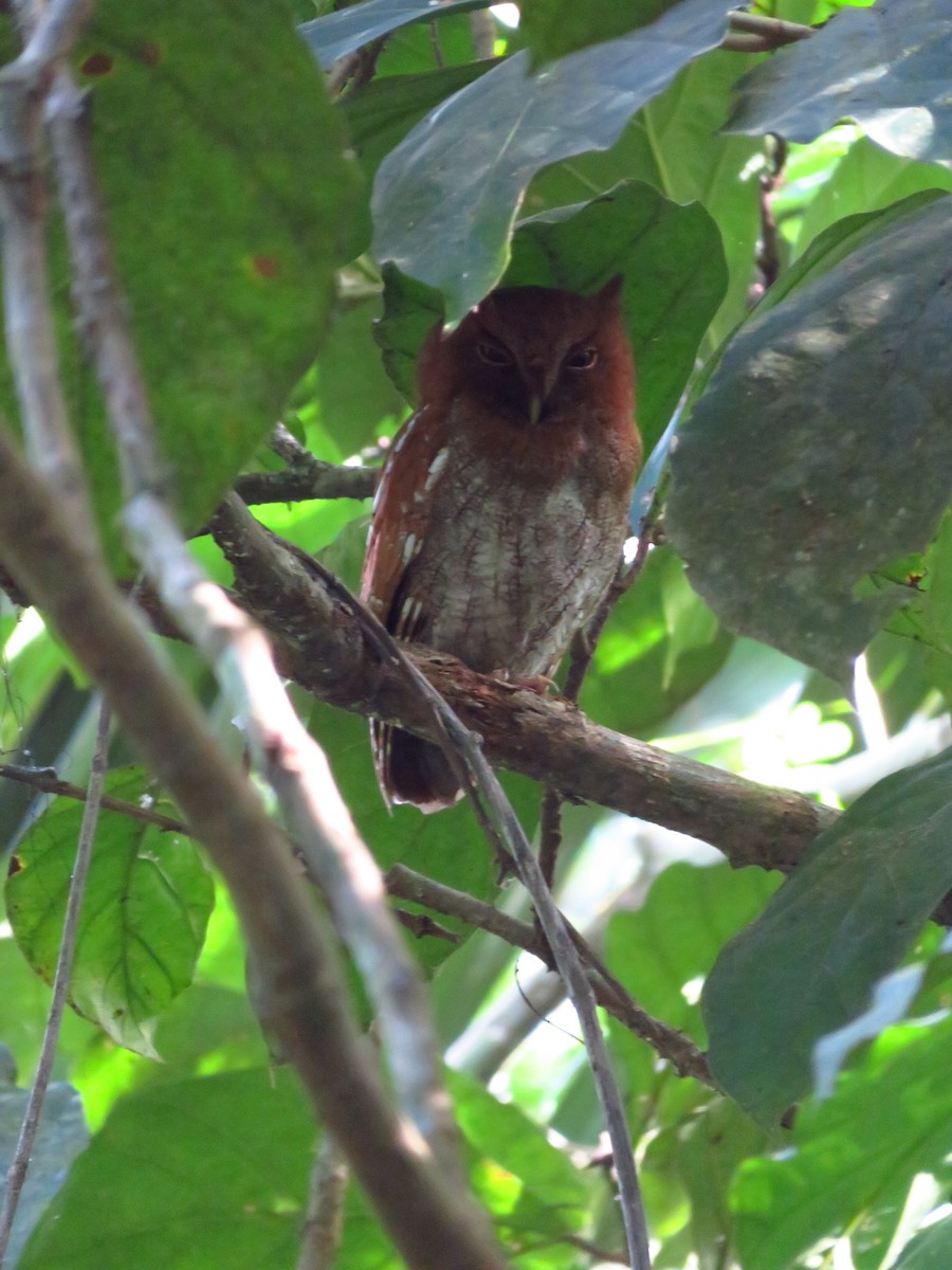 Choco Screech-Owl - ML224584851