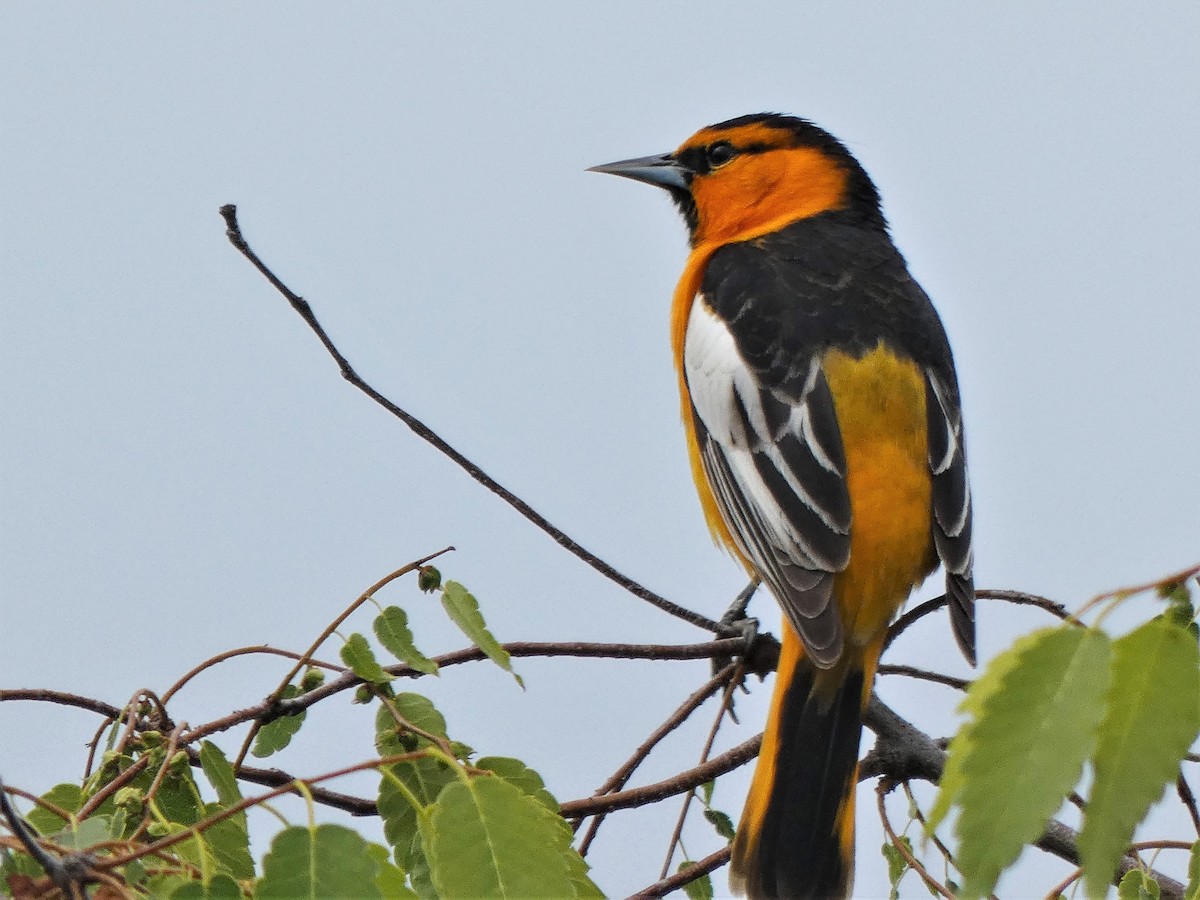 Oriole de Bullock - ML224584881