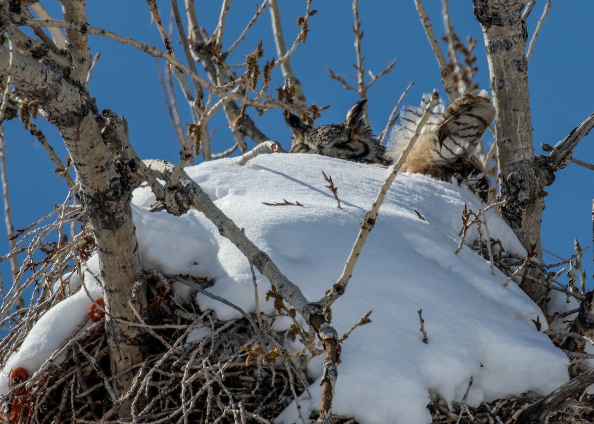 Great Horned Owl - Diane Davies